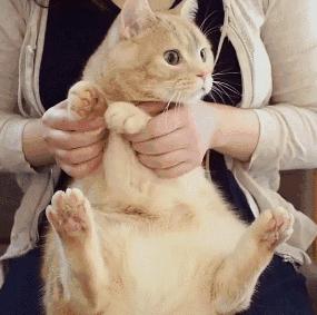 猫咪有这几种行为其实是在保护你,猫咪保护主人驱赶大黑狗