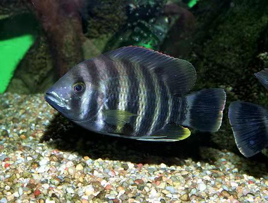 招财鱼和十间鱼哪个好养,十间鱼和招财鱼哪个好养