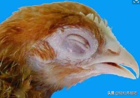 笼养的鸡眼睛肿了是什么情况,鸡为什么眼睛肿还出现脓包