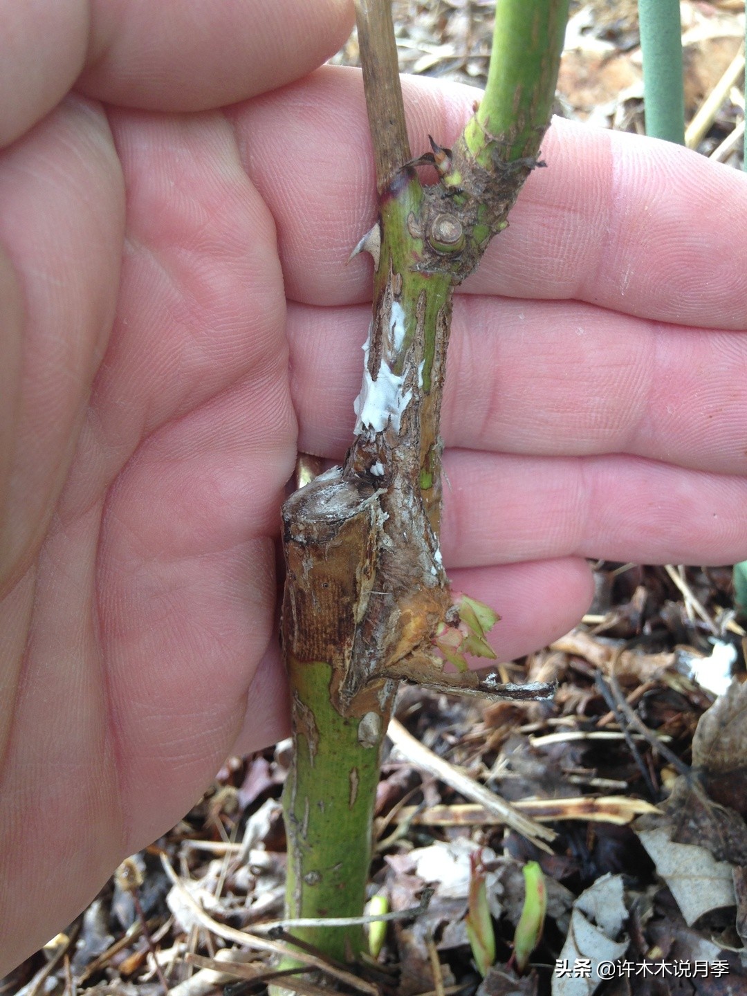 月季根瘤预防,月季根瘤传染别的植物吗