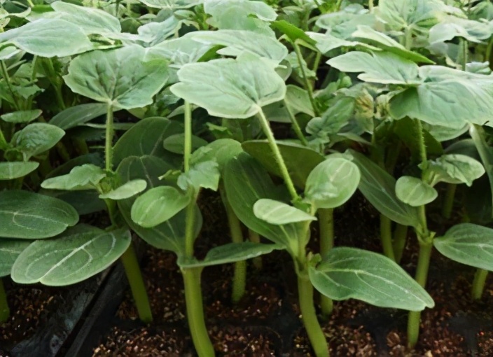 在幼苗期的西瓜如何管理可以高产,大棚西瓜苗如何管理