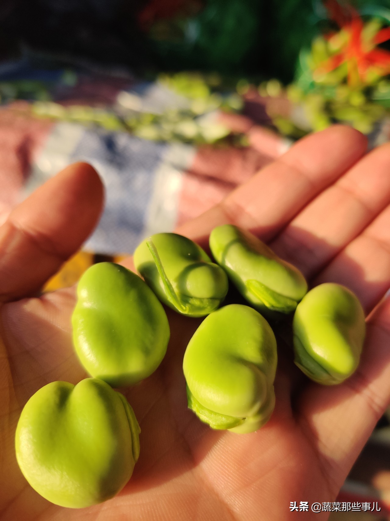 今日上海江桥带壳鲜蚕豆批发价,上海江桥批发市场蚕豆最新价格