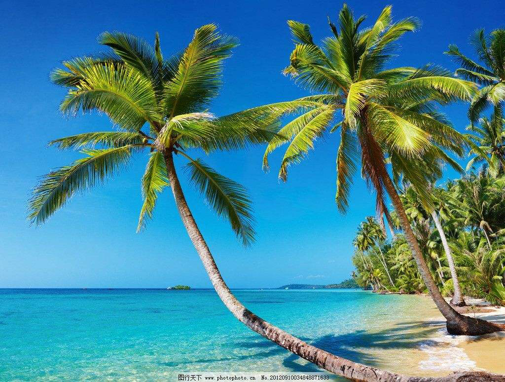 中药材甘蔗根,椰根