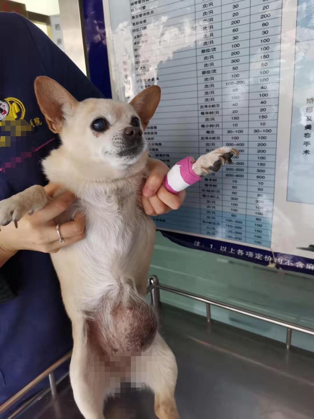 狗狗乳腺肿瘤越长越大是恶性的吗,狗狗肚子上长了个疙瘩越长越大