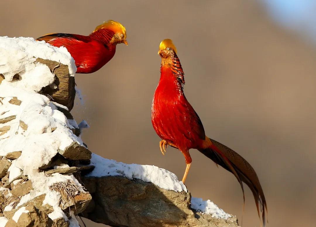 全国林草生物多样性保护成就展,林业生物多样性保护