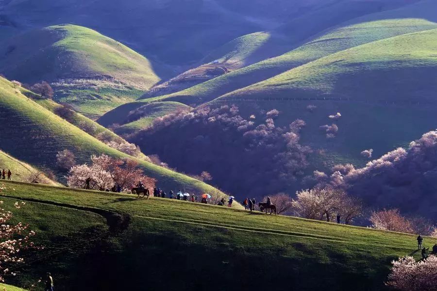走马春季追花线|春漫*疆新**，牧笛声声中的杏花村