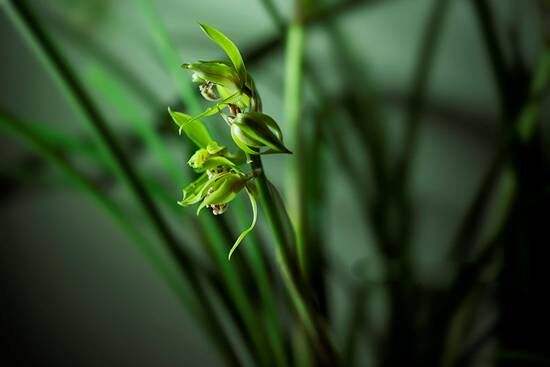 蕙兰怎么挽救最好,大花蕙兰买回第二年怎么养开花