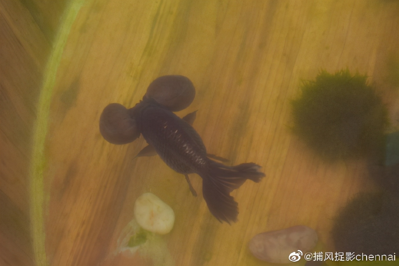 金鱼展和金鱼题材*物文**展