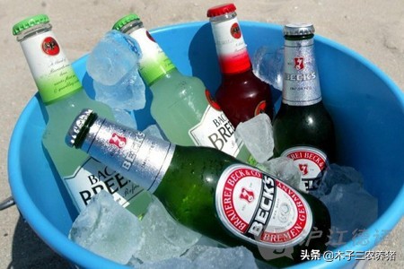 母猪产后容易热应激,教你2个妙招!轻松解决母猪夏季热应激!