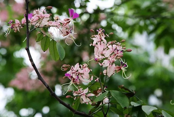 100种常见观叶植物图鉴史上最全,农村常见的100种植物
