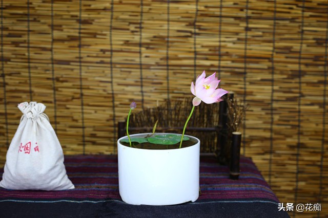 说好的碗莲呢？养了3年，连一朵花都没见，最后只收获一堆菜藕