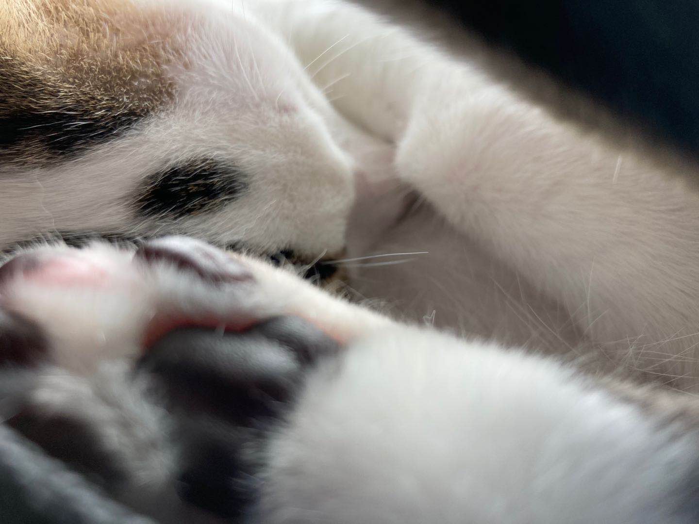 iphonese2亲身感受,iphonese2体验ios17