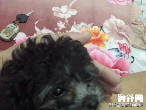 黑色泰迪褪色后什么样,黑色泰迪多大开始褪色