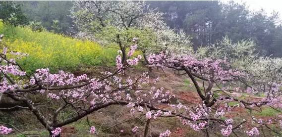 龙泉4大冷门赏桃线路出炉，向东60里遇见一座城市桃花源！
