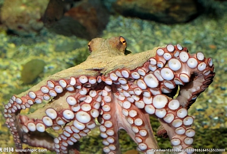 章鱼为什么最有可能是外星生物 (章鱼为什么是最接近外星人的生物)