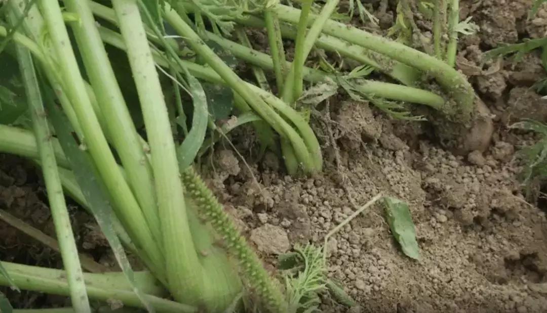 胡萝卜是什么季节才能吃到的,原来我们吃的水果以前都长这样