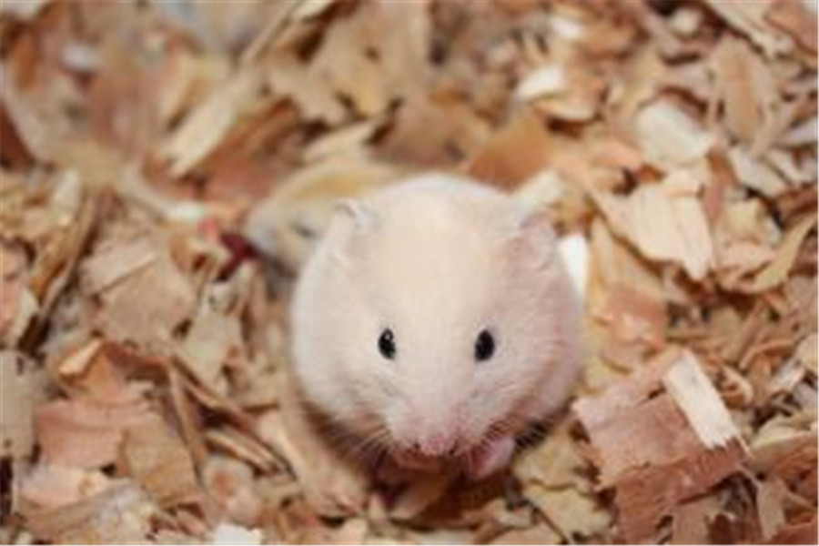 金丝熊养不胖怎么办,金丝熊如何才能养不死