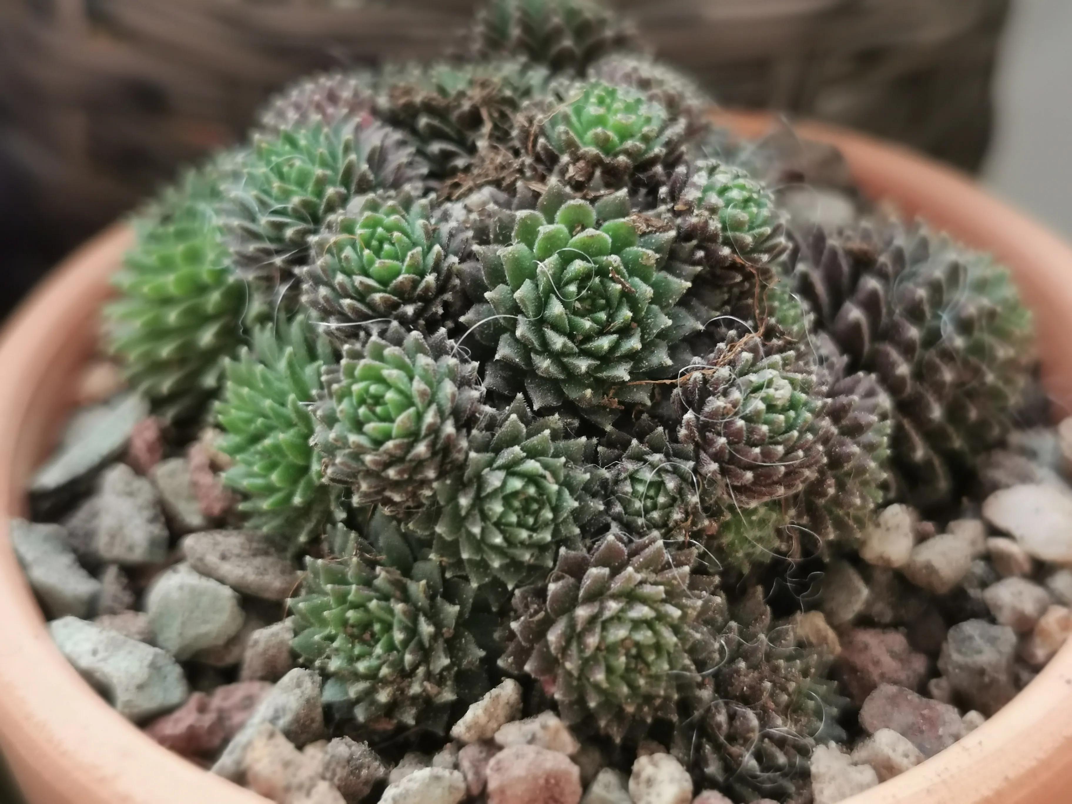 新购大单头多肉上盆,多肉品种大全大集合