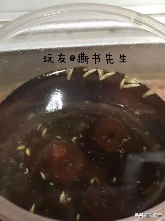 放了2年的凤眼,翻出来,虫子能组一个篮球队了