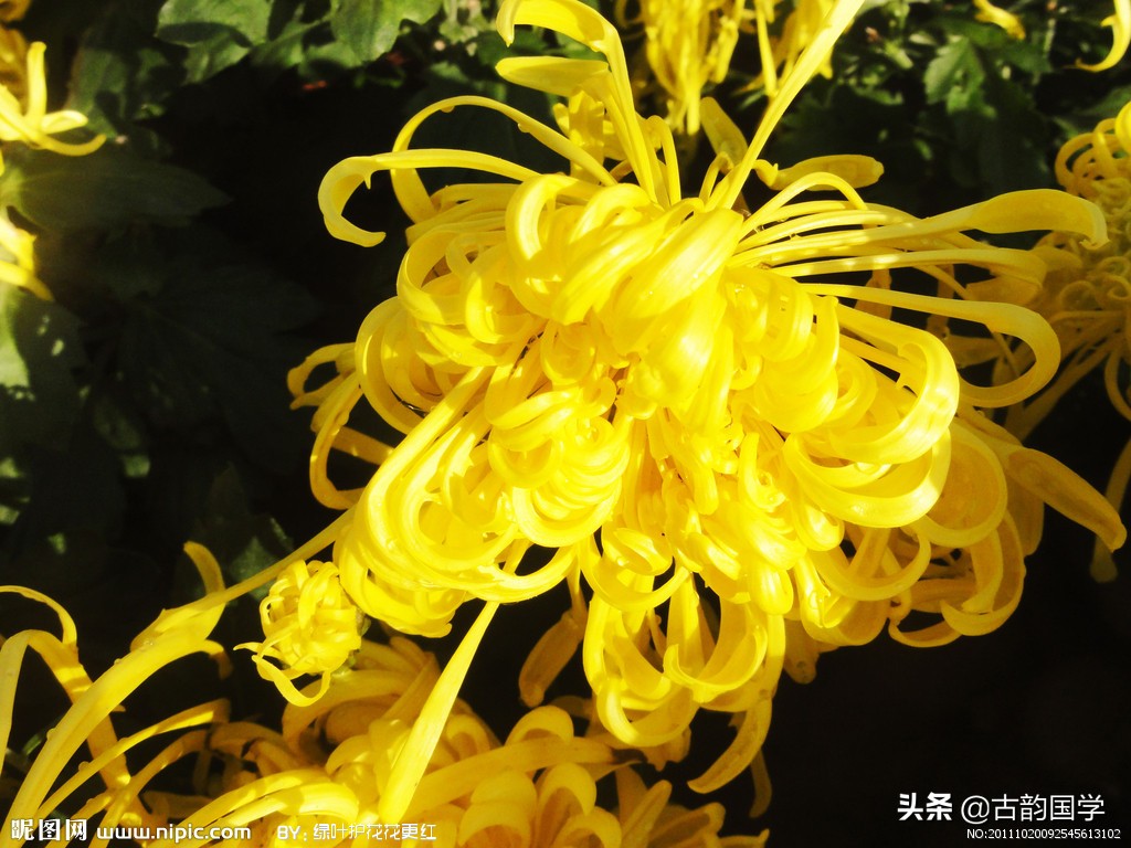 鲜花古诗,十幅书法十首唐诗沁人心脾