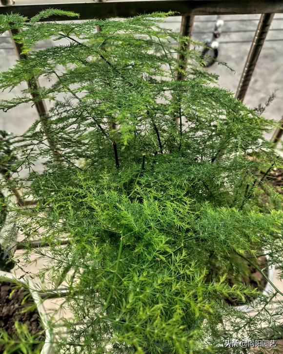 家庭养文竹能结种子吗,怎样把文竹养得粗壮又绿油油