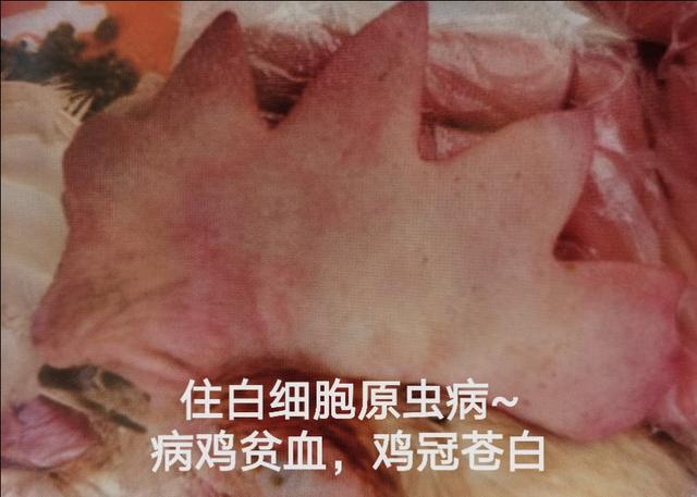 鸡消化系统常见的寄生虫疾病及防治