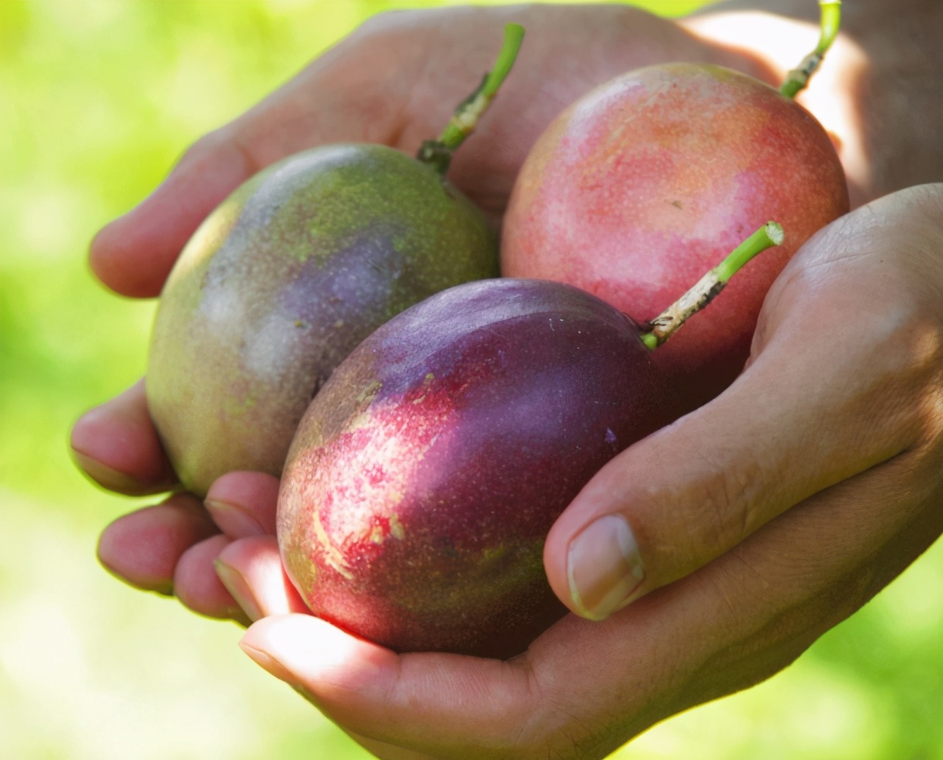 买来的百香果可以直接泡水吗,百香果买来就可以吃吗