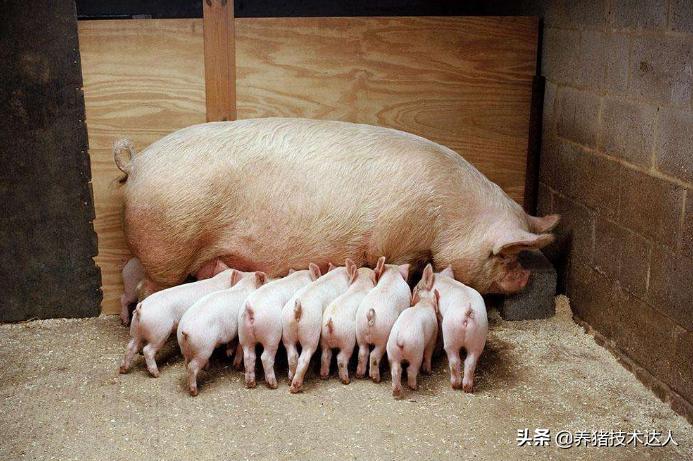 母猪哺乳期奶水好小猪会拉稀吗,母猪奶水不足导致仔猪消瘦拉稀