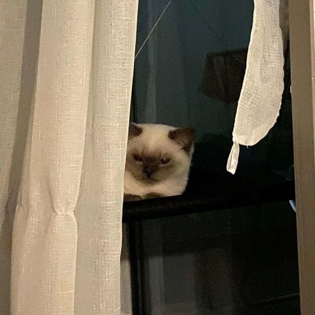 煤老板爆红完整版,煤老板ins