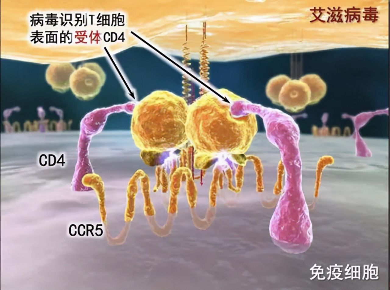 艾滋病的皮肤病会反复出现吗,艾滋病的早期表现别以为是皮肤病