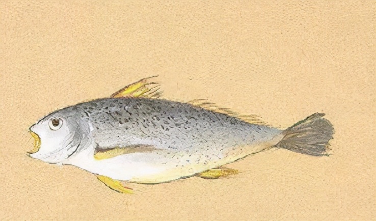 小金条跟小黄鱼是同一种鱼吗,怎么分辨民国小黄鱼金条真假