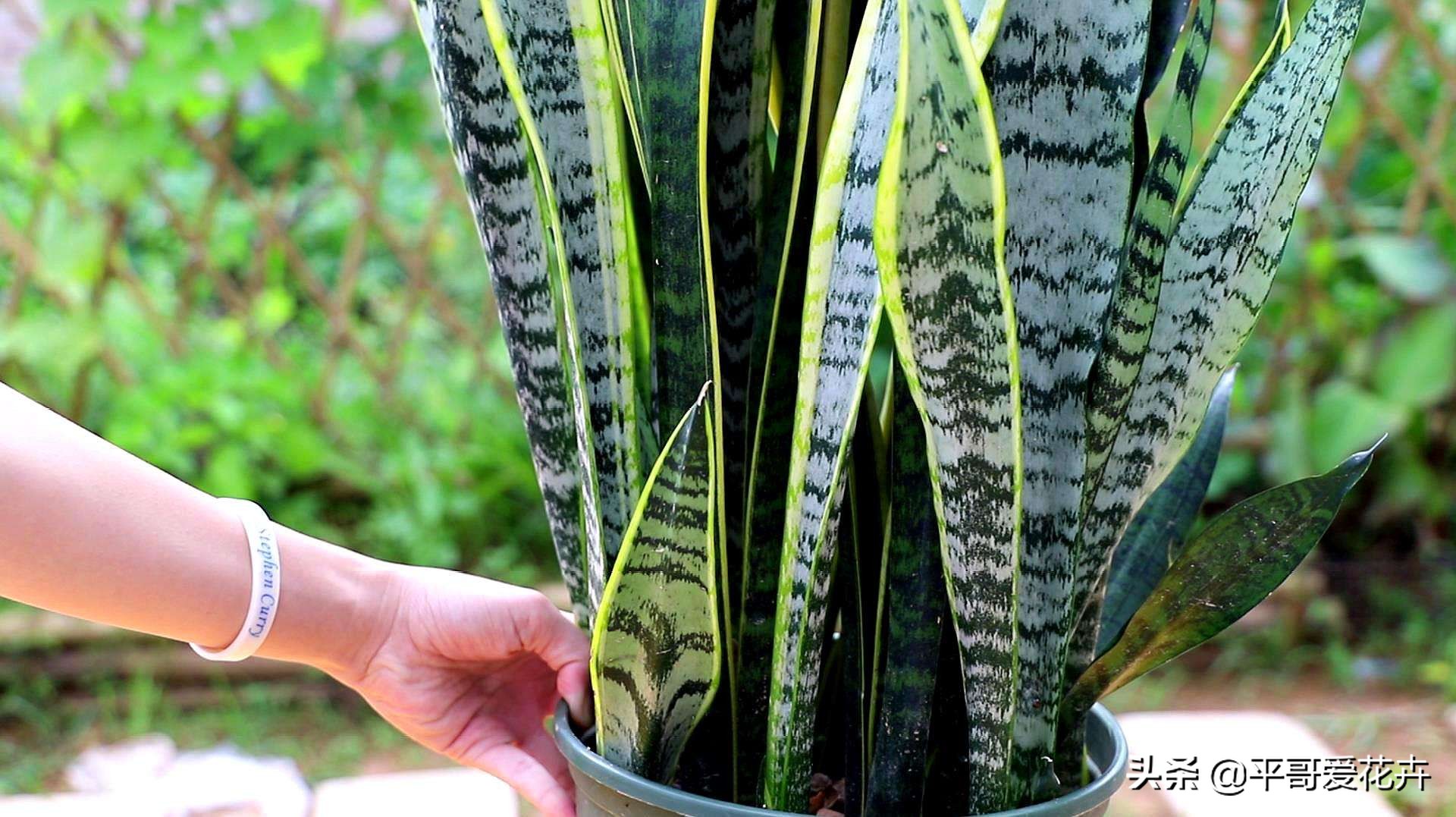 吸附甲醛净化空气的好养的花,室内净化空气除甲醛最好养什么花