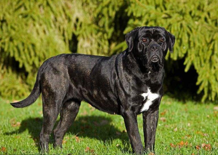 霸气勇猛的卡斯罗护卫犬,卡斯罗护卫犬保镖