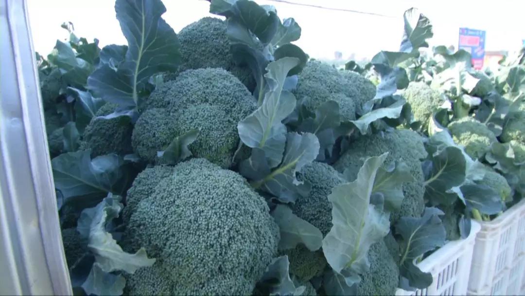 西兰花收购价,西蓝花从定值到采收需要多少天