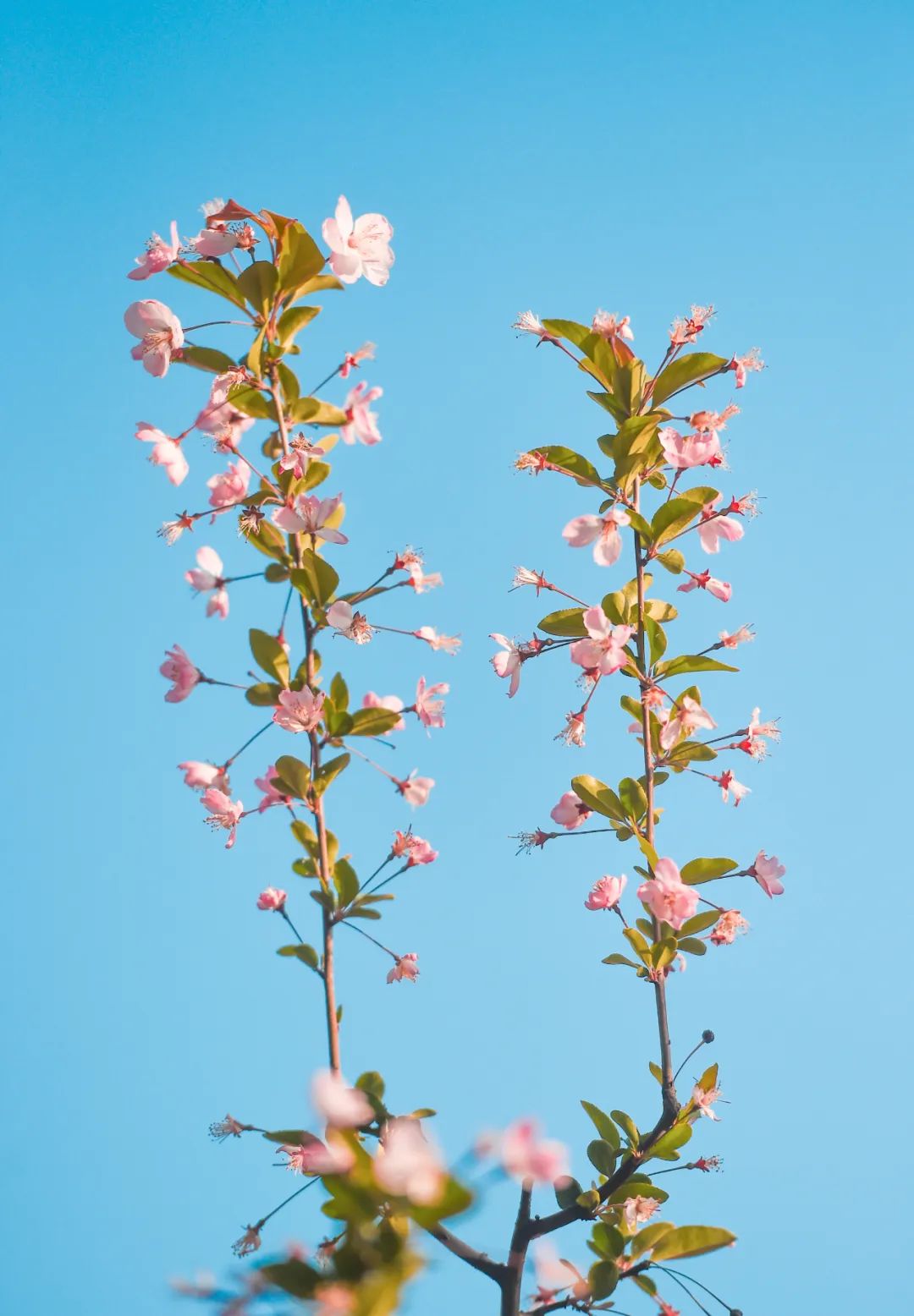 黄鹤楼细支神秘花园,黄鹤楼神秘花园