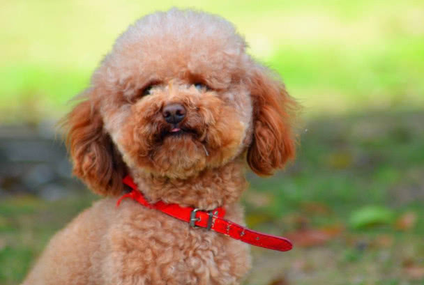 巧克力色的泰迪喂养的注意事项,泰迪狗狗姨妈期间需要注意什么吗