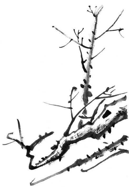 零基础梅花花朵入门画法,零基础学国画梅花入门步骤