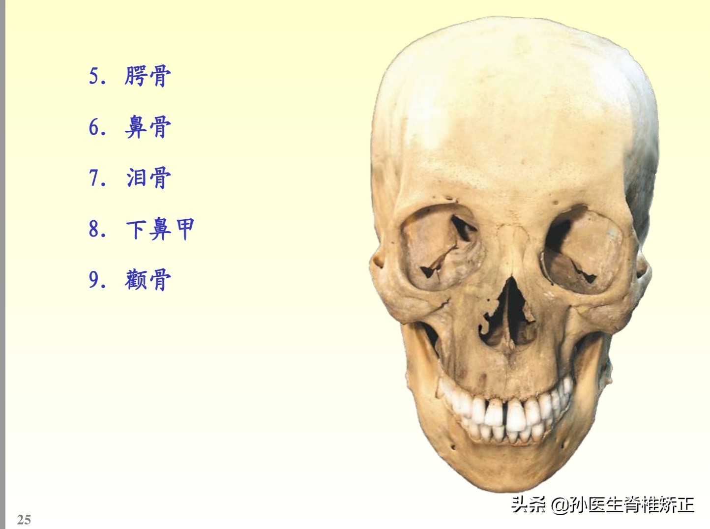 解剖学基础ppt完整版,人体系统解剖学ppt完整版