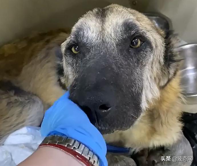 繁殖犬被割去声带,繁殖犬子宫脱落被丢弃