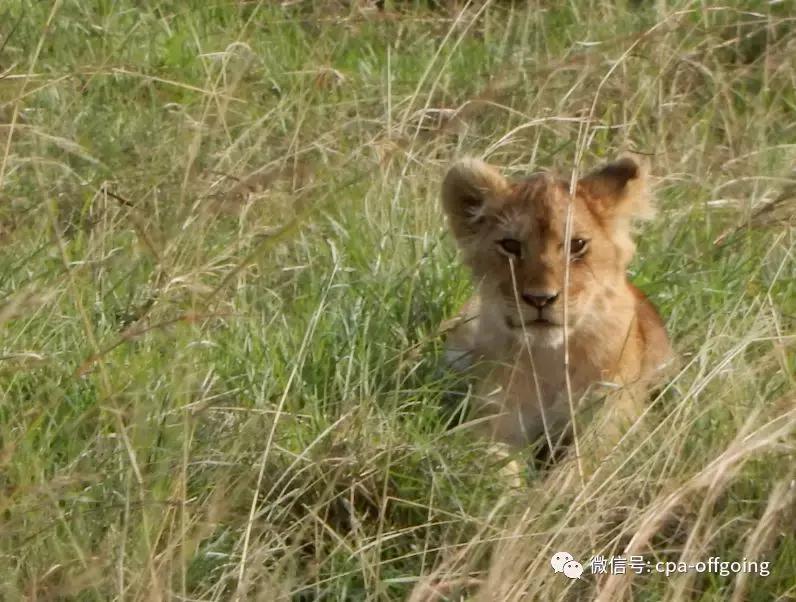这个野奢的国度,欧美、日韩人都爱去,为何我们国家没人去?