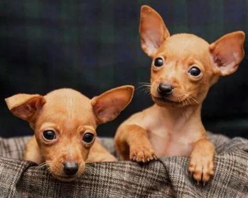 二个月小鹿犬到新家拉肚子,三个月小鹿狗拉血