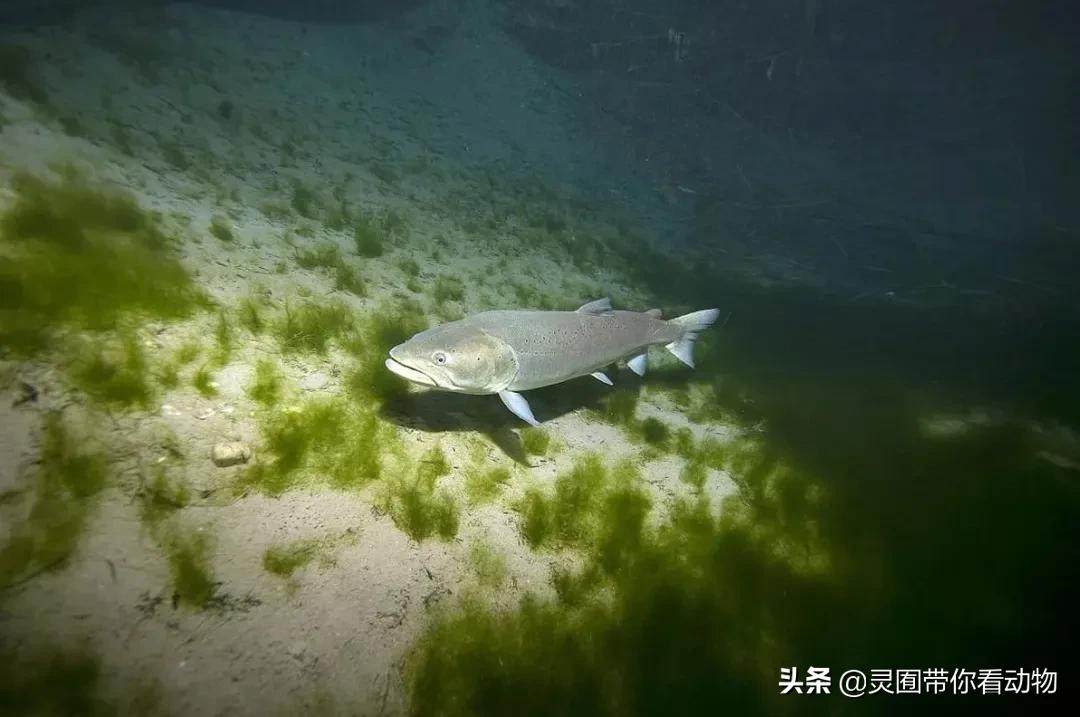 金日成爱吃的它,居然已经在国内绝迹?