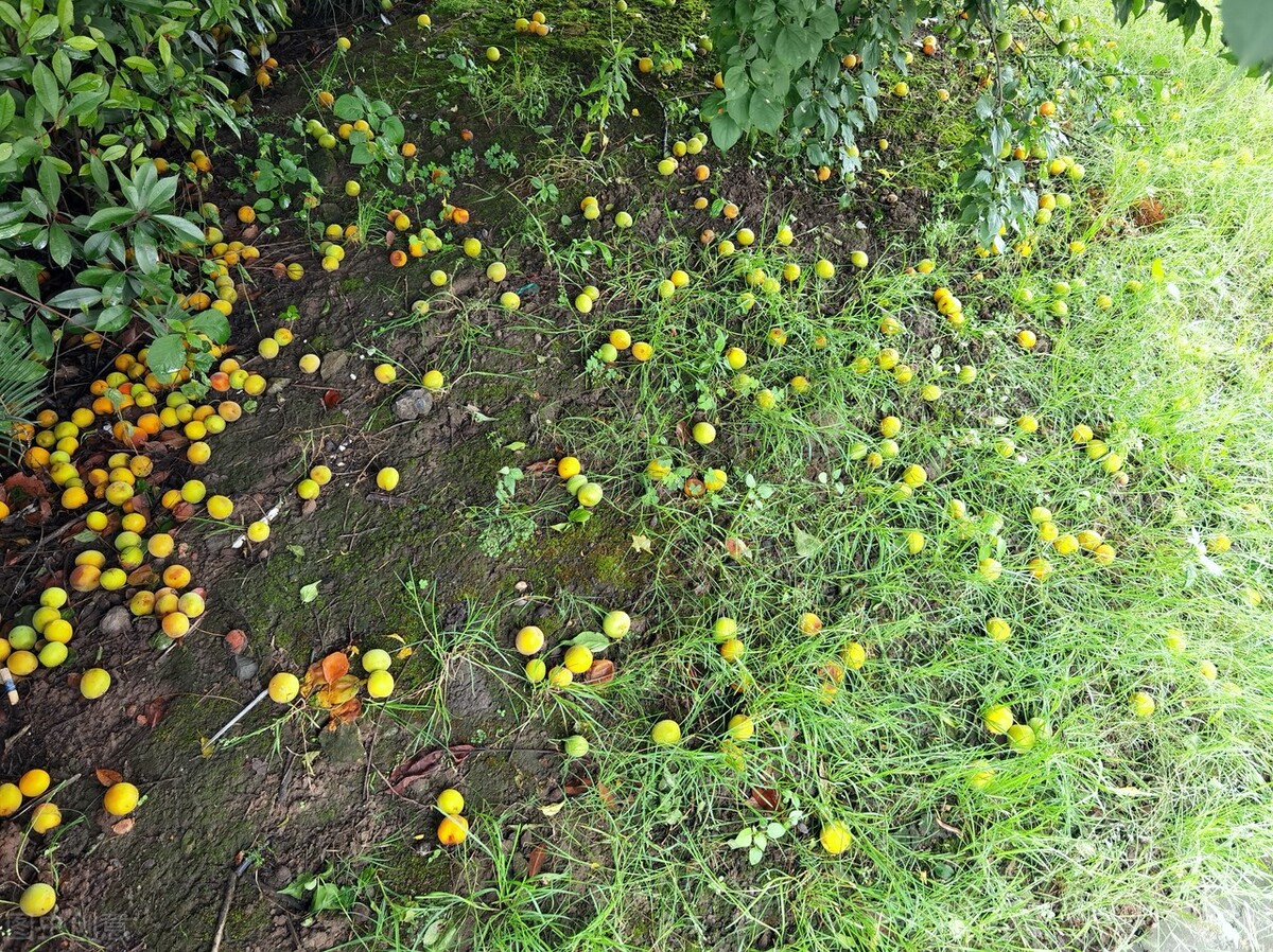 青梅10块钱一斤,青梅现在卖多少钱一斤