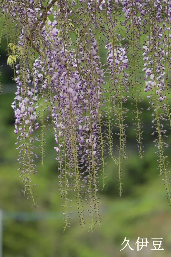 网红古树紫藤花,网红紫藤花
