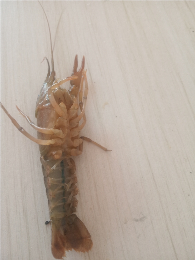 小龙虾怎么鲜活保湿,小龙虾怎么管理高产