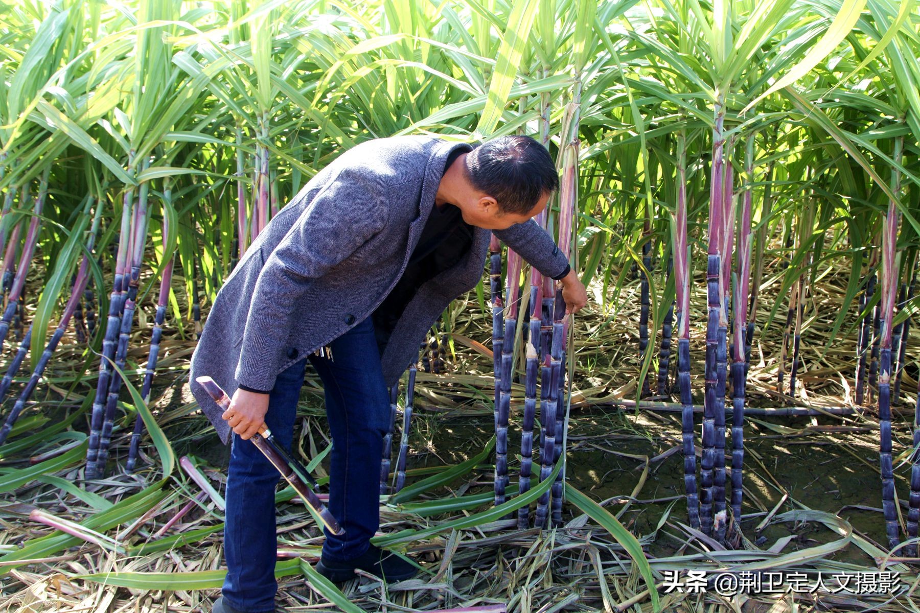 高标准农田种植水果甘蔗,山西农民种甘蔗