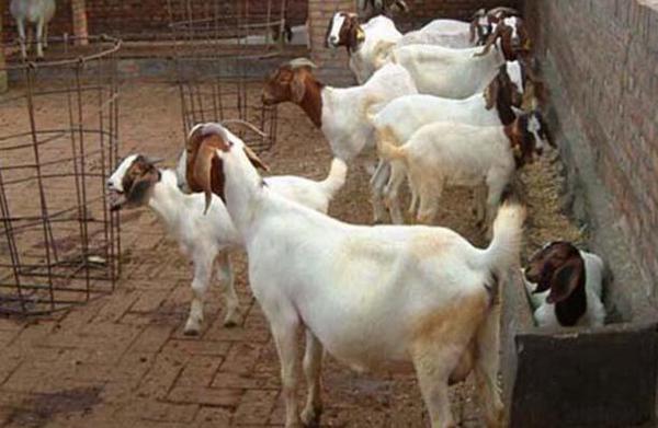 母羊流产的前兆有哪些,母羊流产的原因和治疗方法