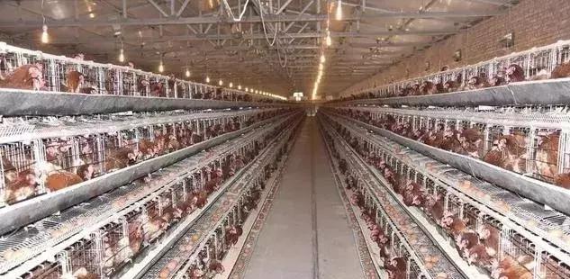 蛋鸡输卵管出现干酪物怎么回事,蛋鸡得流感好以后畸形蛋怎么办