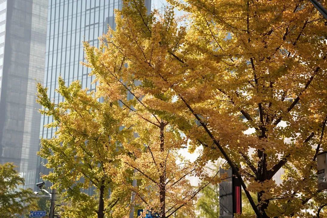 深秋回暖，安排！沪上各区的深秋美景，你准备好打卡了吗？