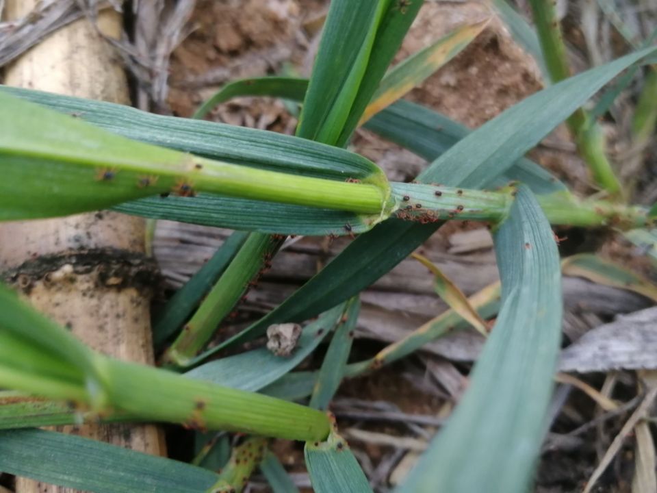 小麦治红蜘蛛最好方法,小麦红蜘蛛用哪几种药治疗好